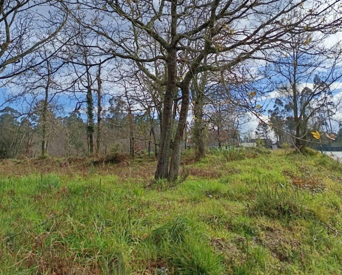 Una finca de Tomiño sin desbrozar. | FDV