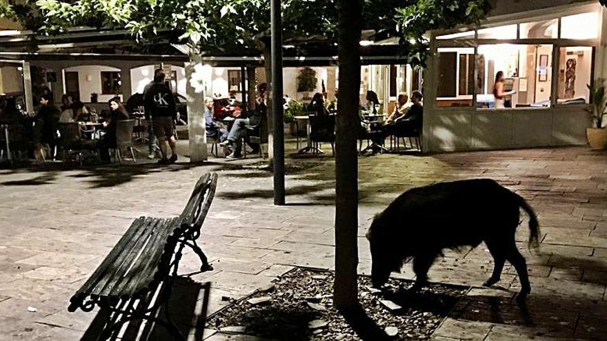 El porc senglar passejant-se pel centre de Cadaqués. | PERE DURAN/NORD MEDIA