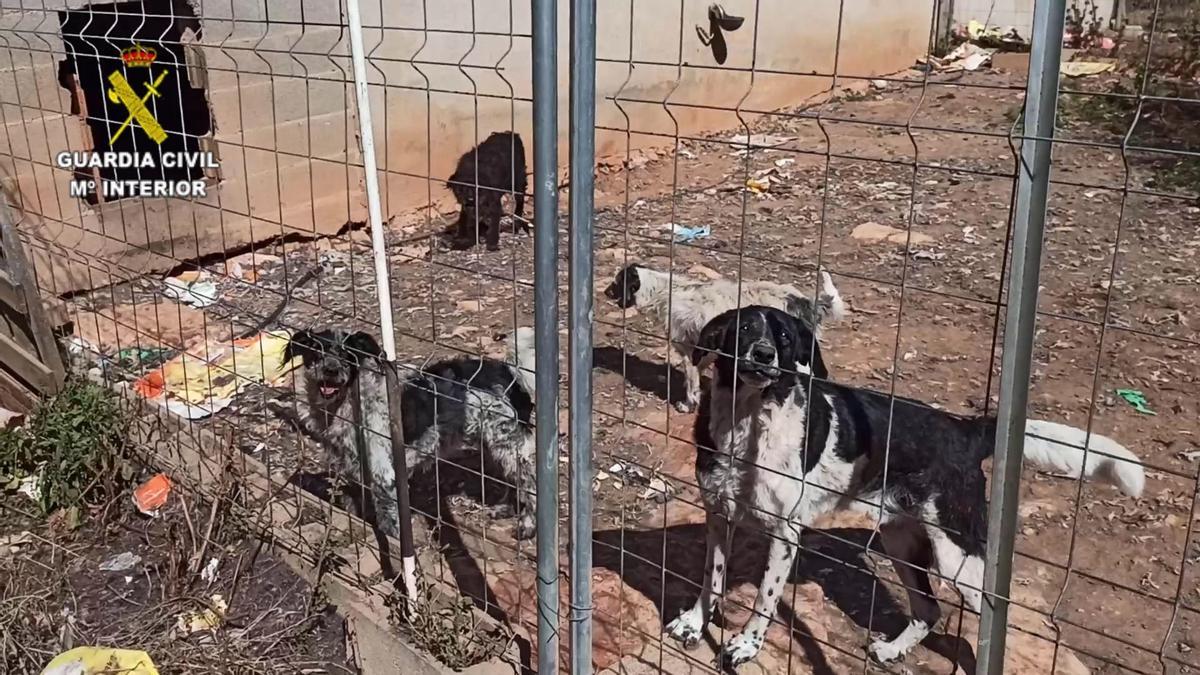 Detenido un hombre en Algaida por no dar de comer ni de beber a sus 12 perros