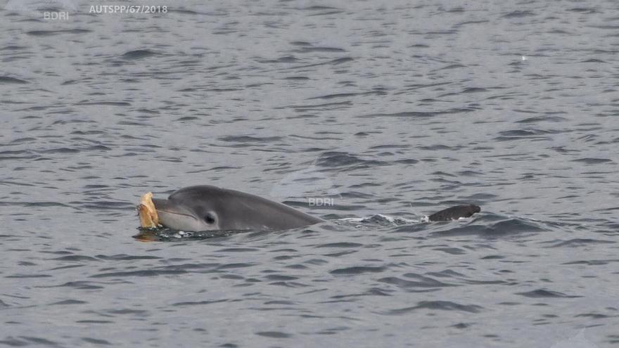 ¿Saben los delfines que no se puede jugar con el plástico?