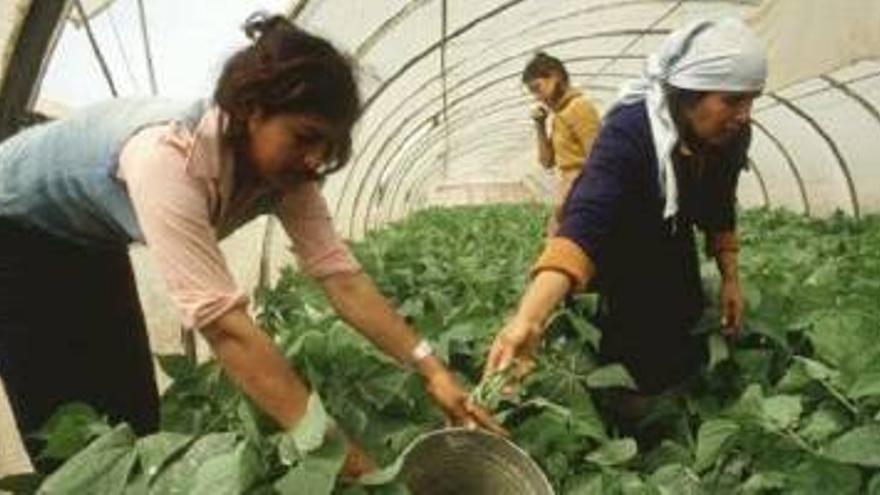 Fuerte caída de la contratación de mujeres en la agricultura