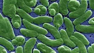 Un brote por la bacteria 'devoradora de carne' pone en alerta la costa este de EEUU con las primeras muertes