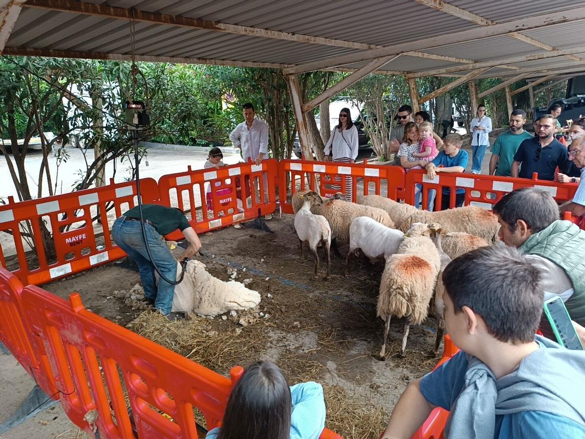 La exhibición de esquilar ovejas concentró a numeroso público en Sóller.