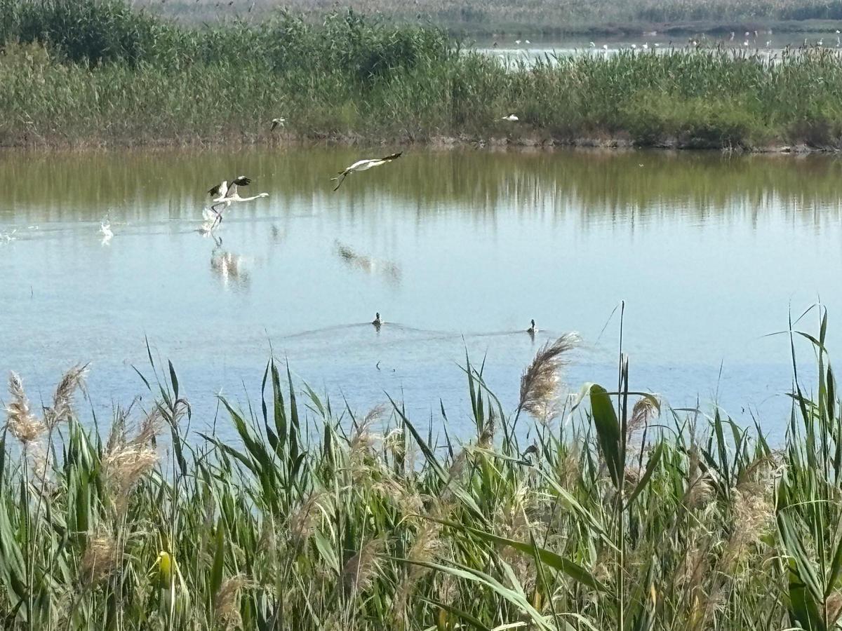 En primer término una pareja de cerceta pardilla en la finca privada y coto de caza de El Bosquet en Crevillent