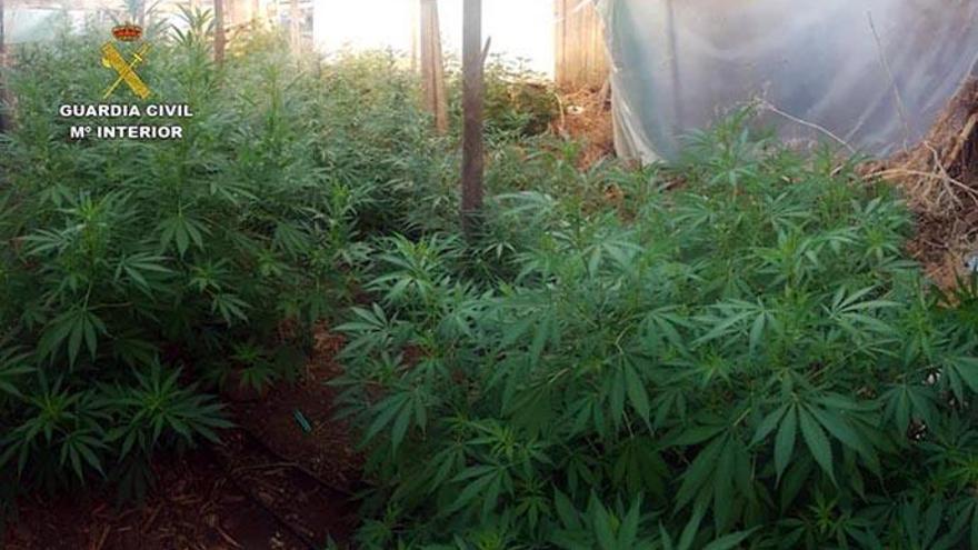Inautados 22 kilos de plantas de marihuana en dos plantaciones en La Palma