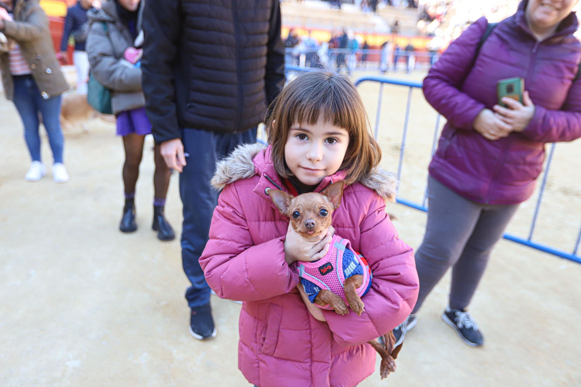 Concurso ecuestre y Bendición de animales por San Antón en Alicante