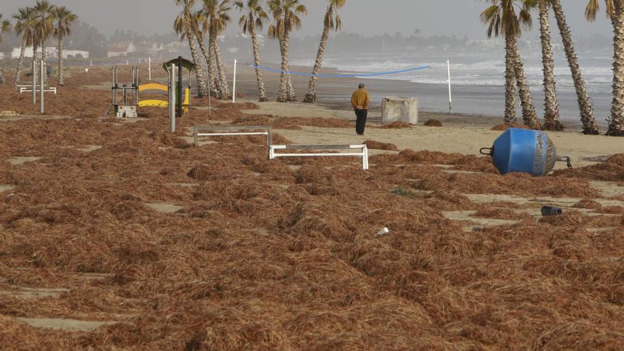 Un manto de algas cubre las playas de Sagunt y Canet d'En Berenguer