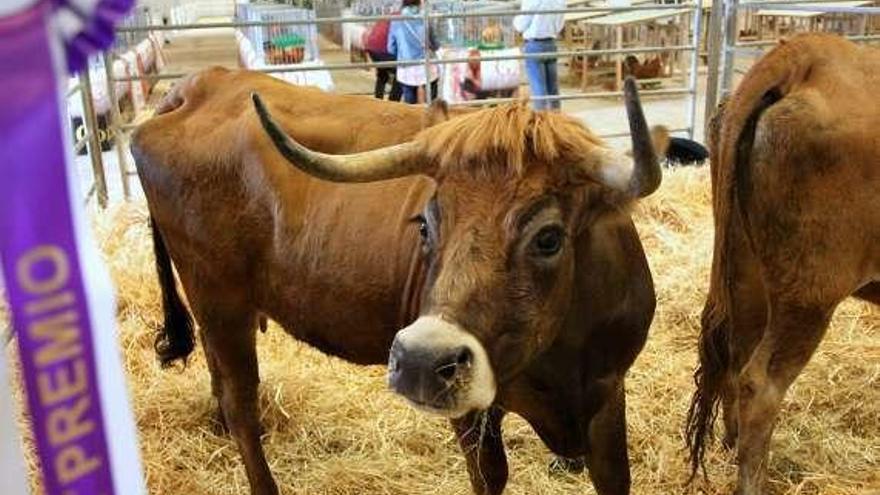 &#039;Festa&#039;, primera ganadora de la raza frieiresa.