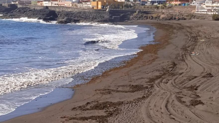Telde cierra la playa de La Garita para retirar las algas
