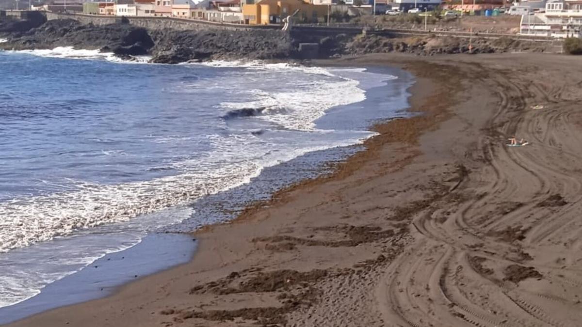 Algas en la playa de La Garita, en la costa del municipio de Telde.