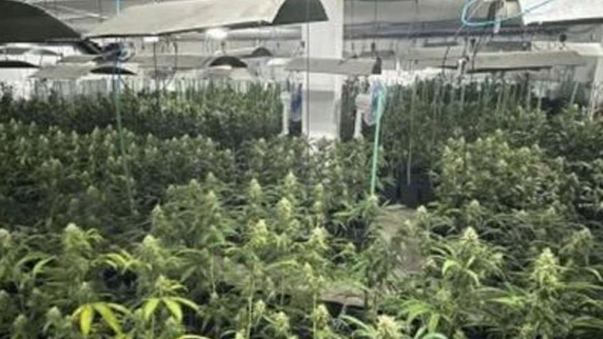 Un zamorano engancha la luz de su casa de forma ilegal para mimar sus plantas de marihuana