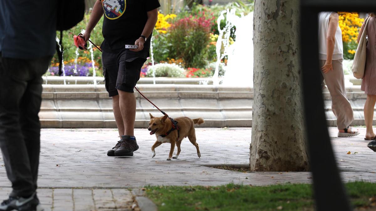 Perro en la plaza de los sitios