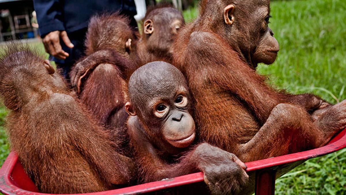 Crías de orangután, en un centro de conservación de Indonesia (el simio se encuentra en peligro de extinción en dos islas del país asiático).