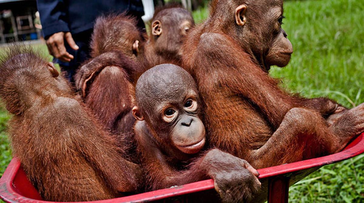 orangutanes