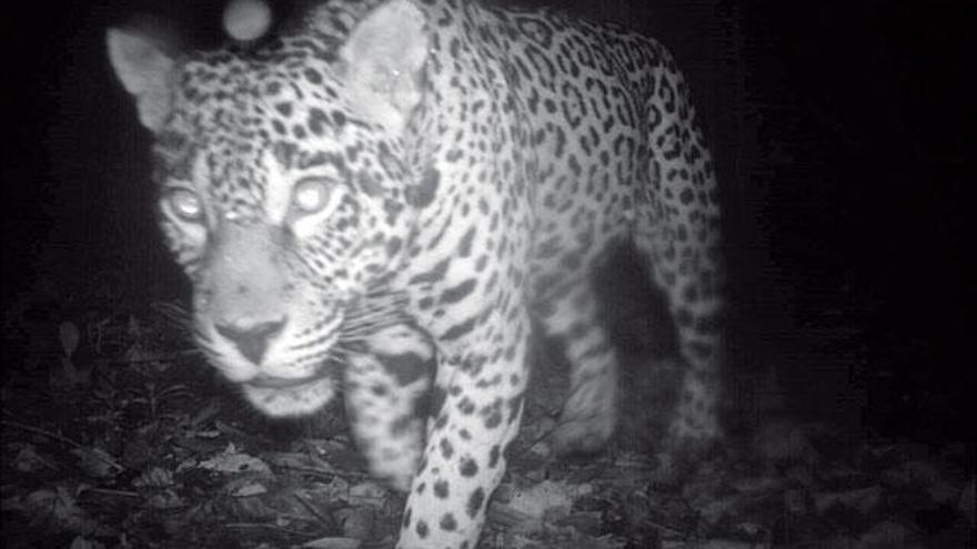 Fotografía de un jaguar en una reserva natural del centro de Surinam, cedida por sus autores. // Efe
