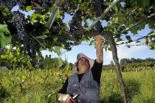 Arranca la vendimia en las Rías Baixas