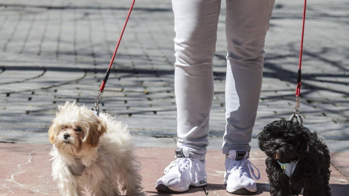 Dos perros en Oviedo.