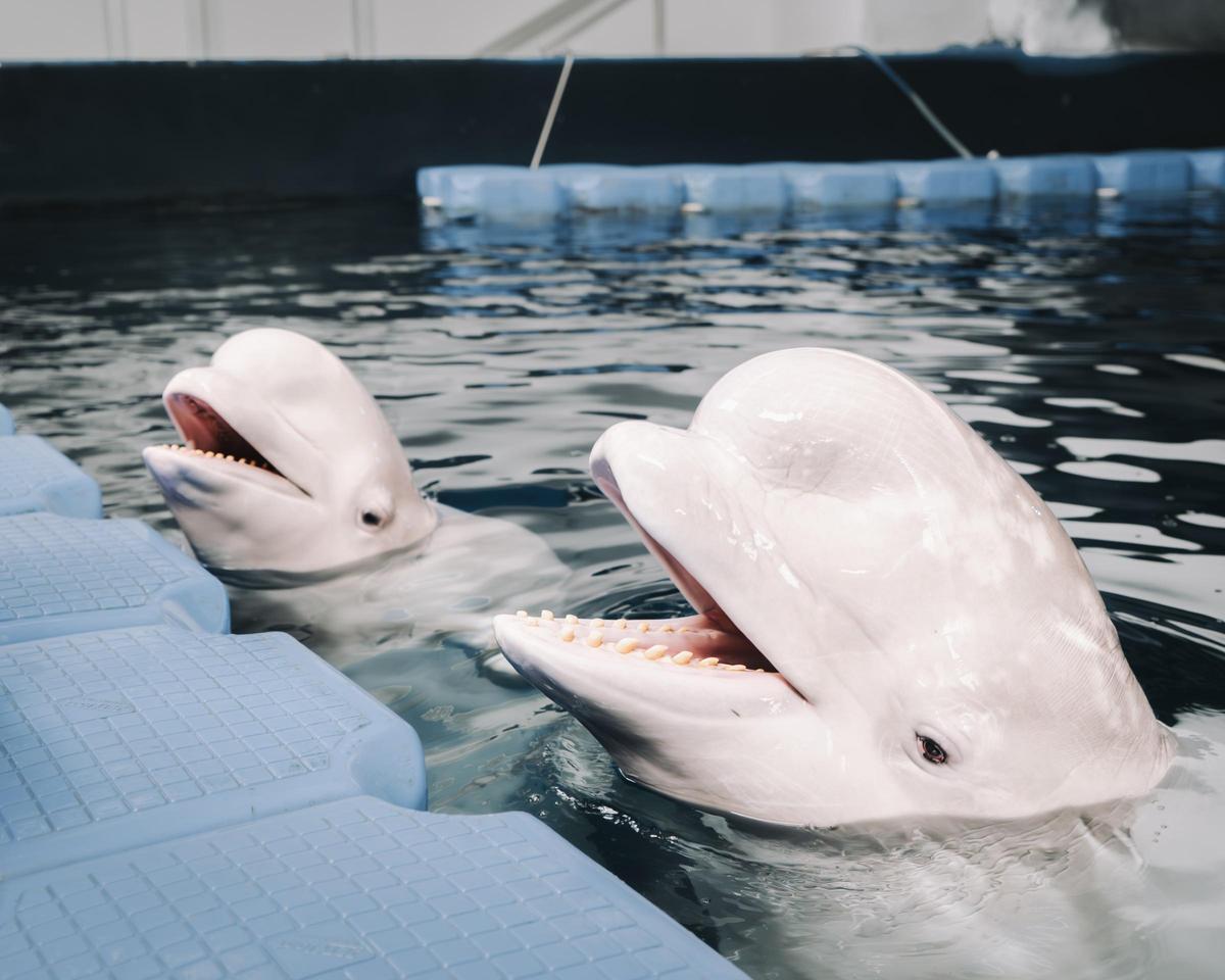 Les belugues Plombir i Miranda, a l'Oceanogràfic.