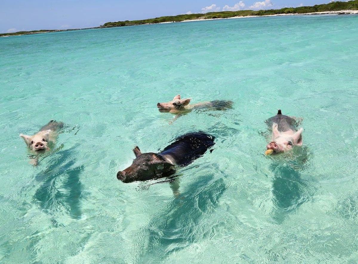 Pig Island