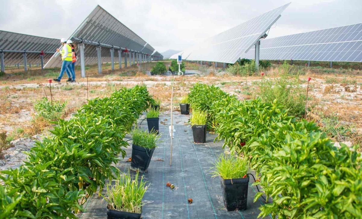 Las plantas fotovoltaicas, además de brindar energía solar, son sitios para estudiar la flora y fauna.