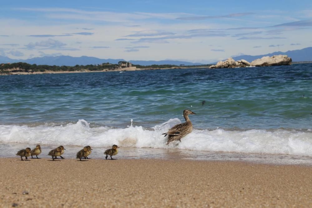 Una ànega i els pollets passegen per l''Escala