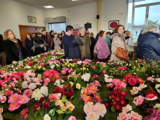 Domaio inaugura su XVIII exposición de camelias