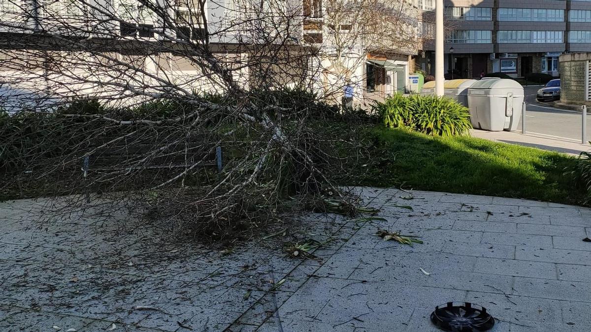 Daños en un árbol contra el que chocó el coche a la altura del hotel de Sada.