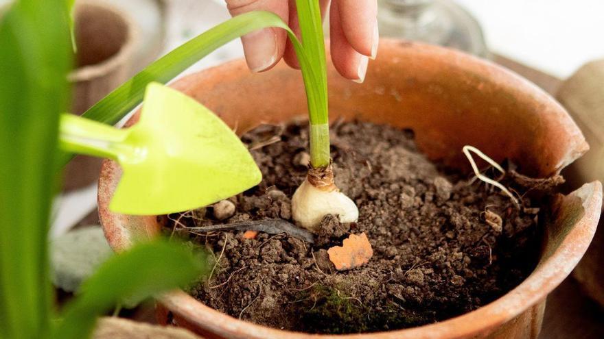 Sembrar un diente de ajo en la tierra de las macetas: el sencillo truco para mantener tus plantas fuertes