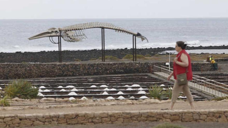 Imagen del esqueleto de un rocual común en las Salinas del Carmen. | fuselli