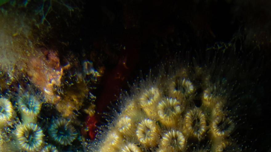 Resolviendo el misterio de los corales mediterráneos