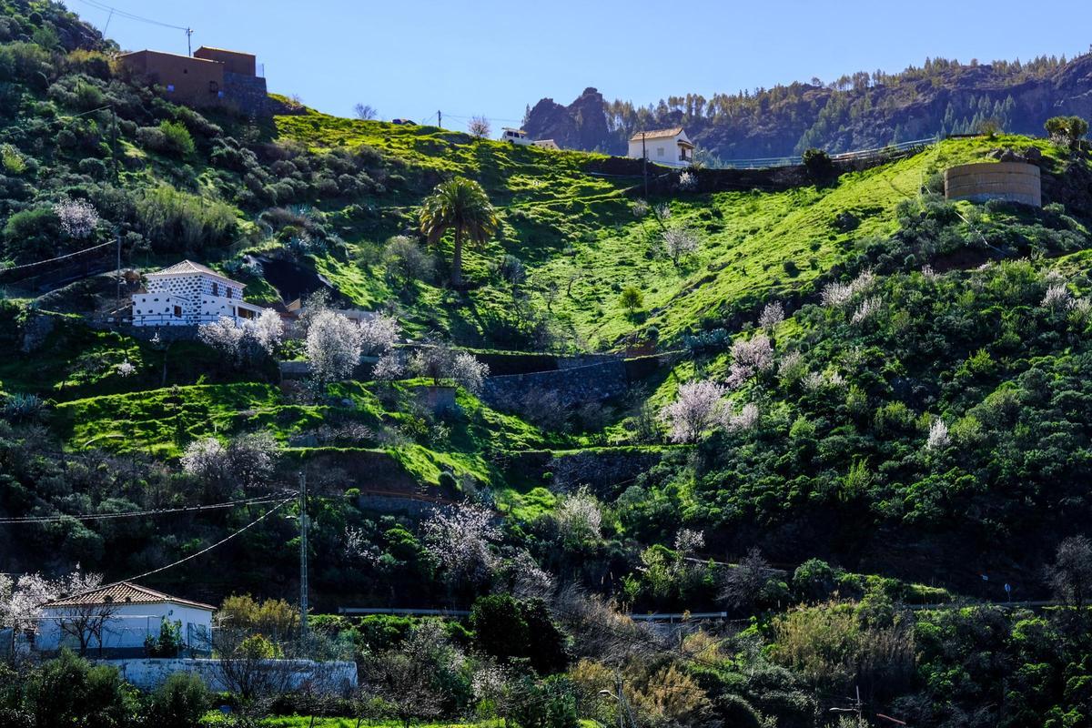 Almendros en la ladera de la montaña, en Tejeda.