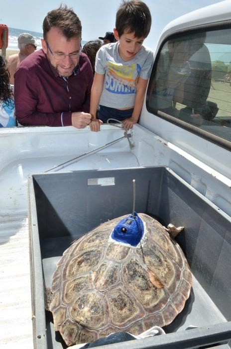 18/03/2016 PLAYA DEL INGLES, SAN BARTOLOME DE TIRAJANA. Suelta de tortugas bobas en Playa del Ingles. Foto: SANTI BLANCO