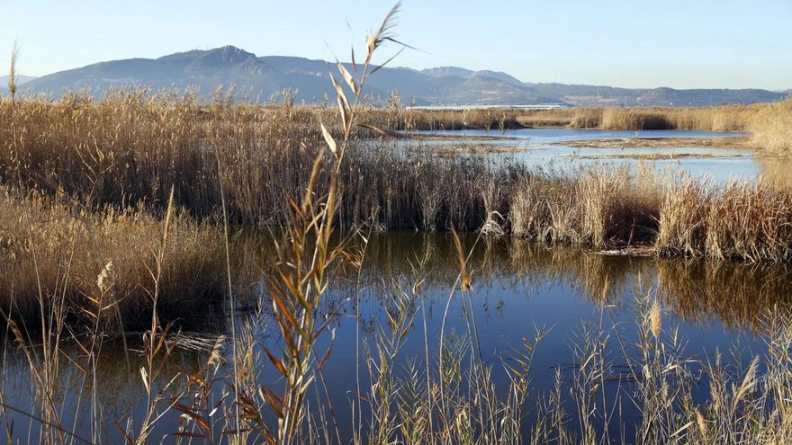 Las aves acuáticas prefieren los humedales del norte peninsular ante el deterioro de los del sur