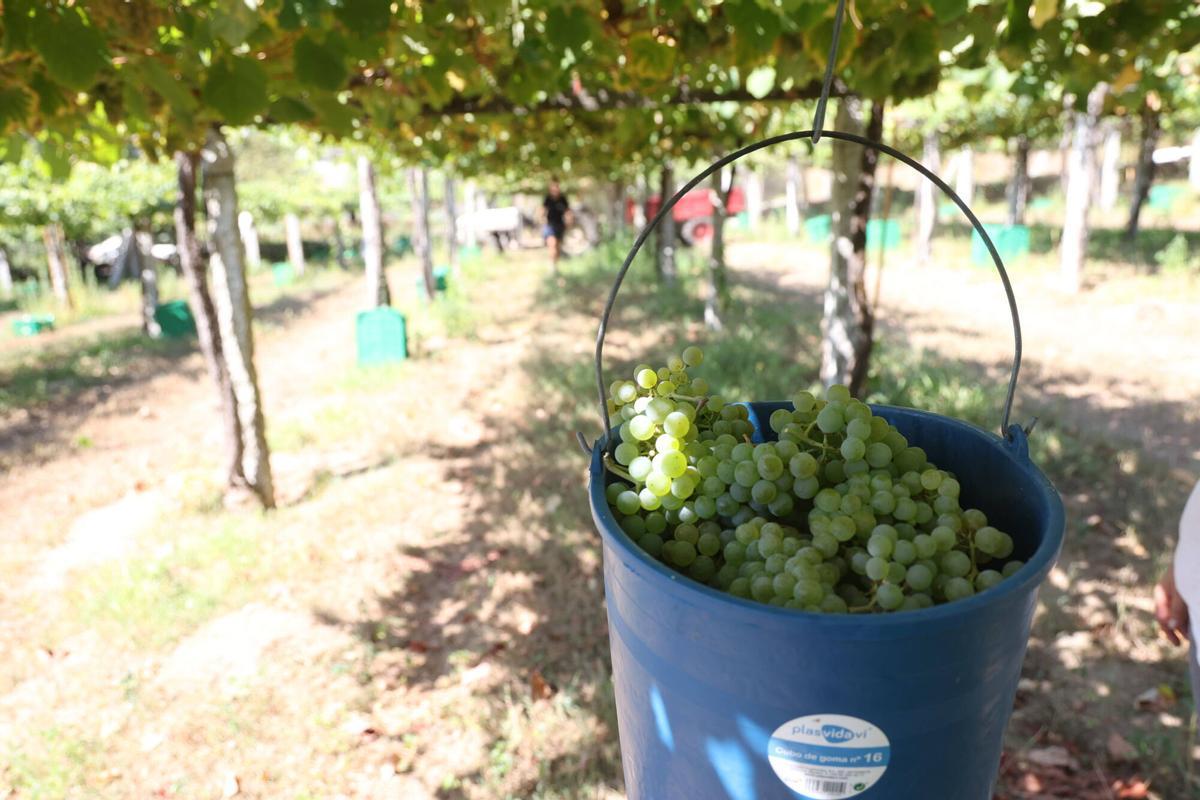 La vendimia en Bodegas Laureatus, en San Martiño de Meis.