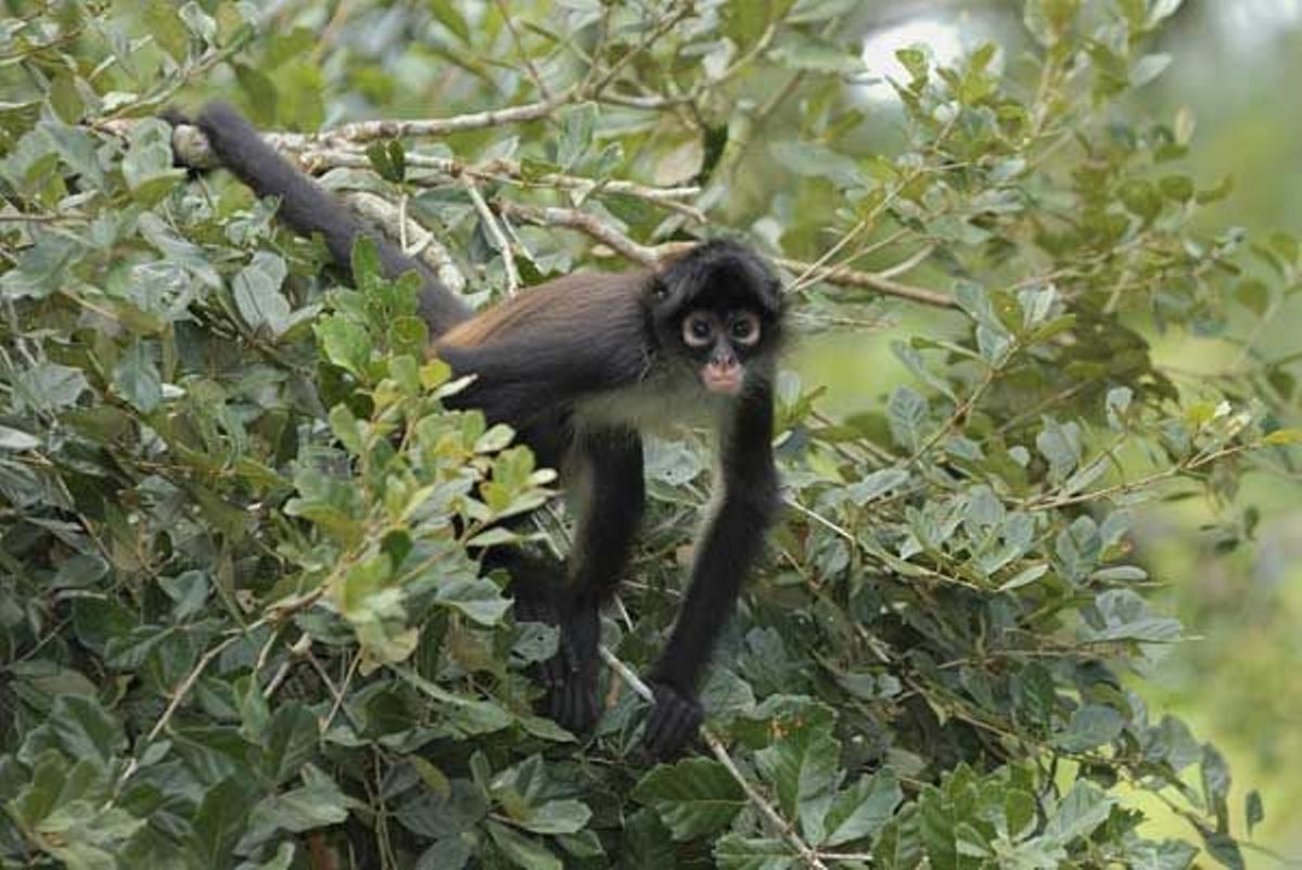 Mono araña de manos negras en Belice.