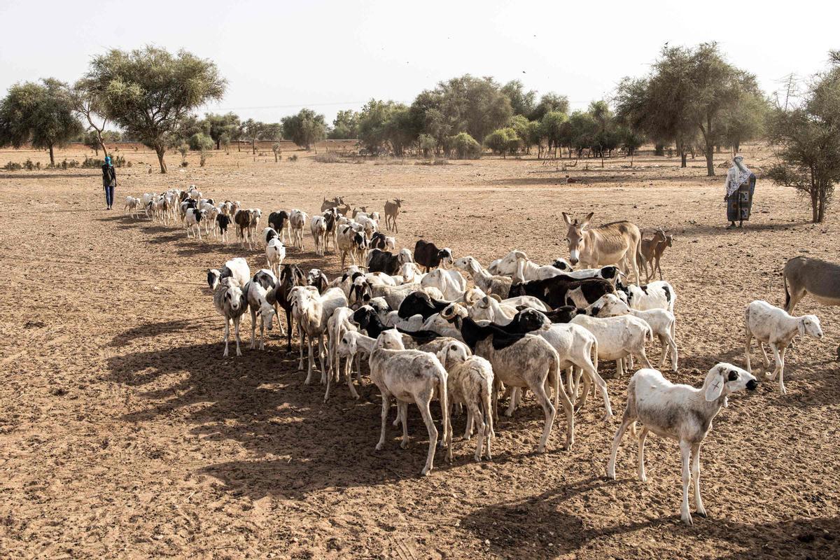 Calor extremo en la región de Matam, en el noroeste de Senegal