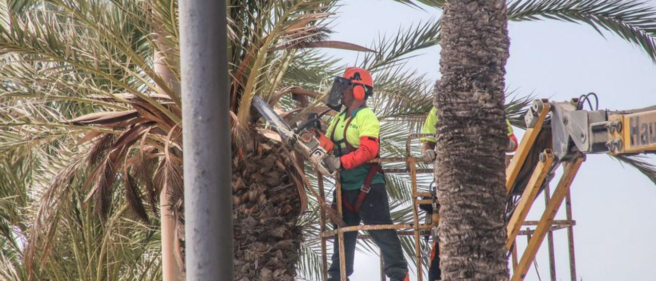 Imagen de una poda de palmeras de Torrevieja. | TONY SEVILLA