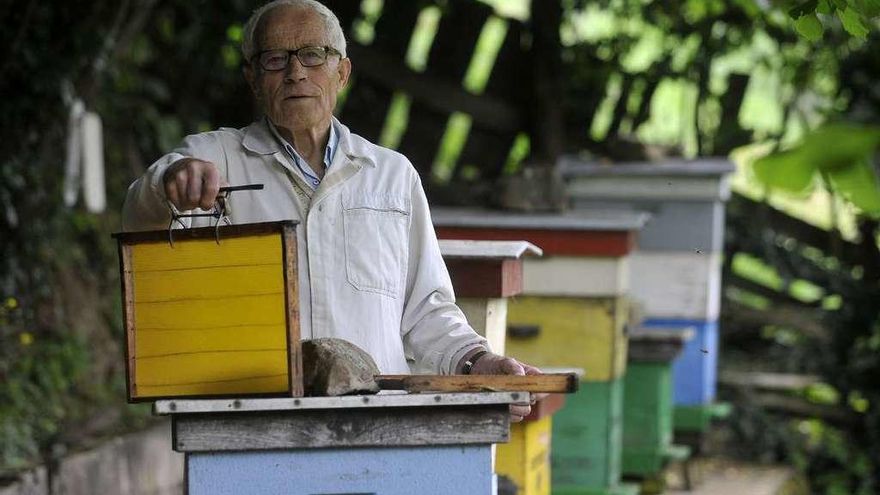 Aparece el primer nido de avispa asiática: &quot;Si sigue avanzando, será un desastre&quot;