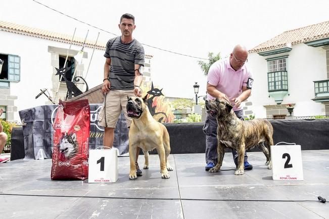 Celebración del I Certamen Nacional de perro ...