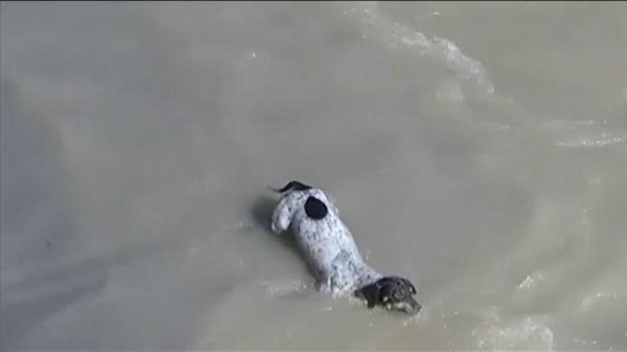 La odisea con final feliz de un perro arrastrado por un río en Perú