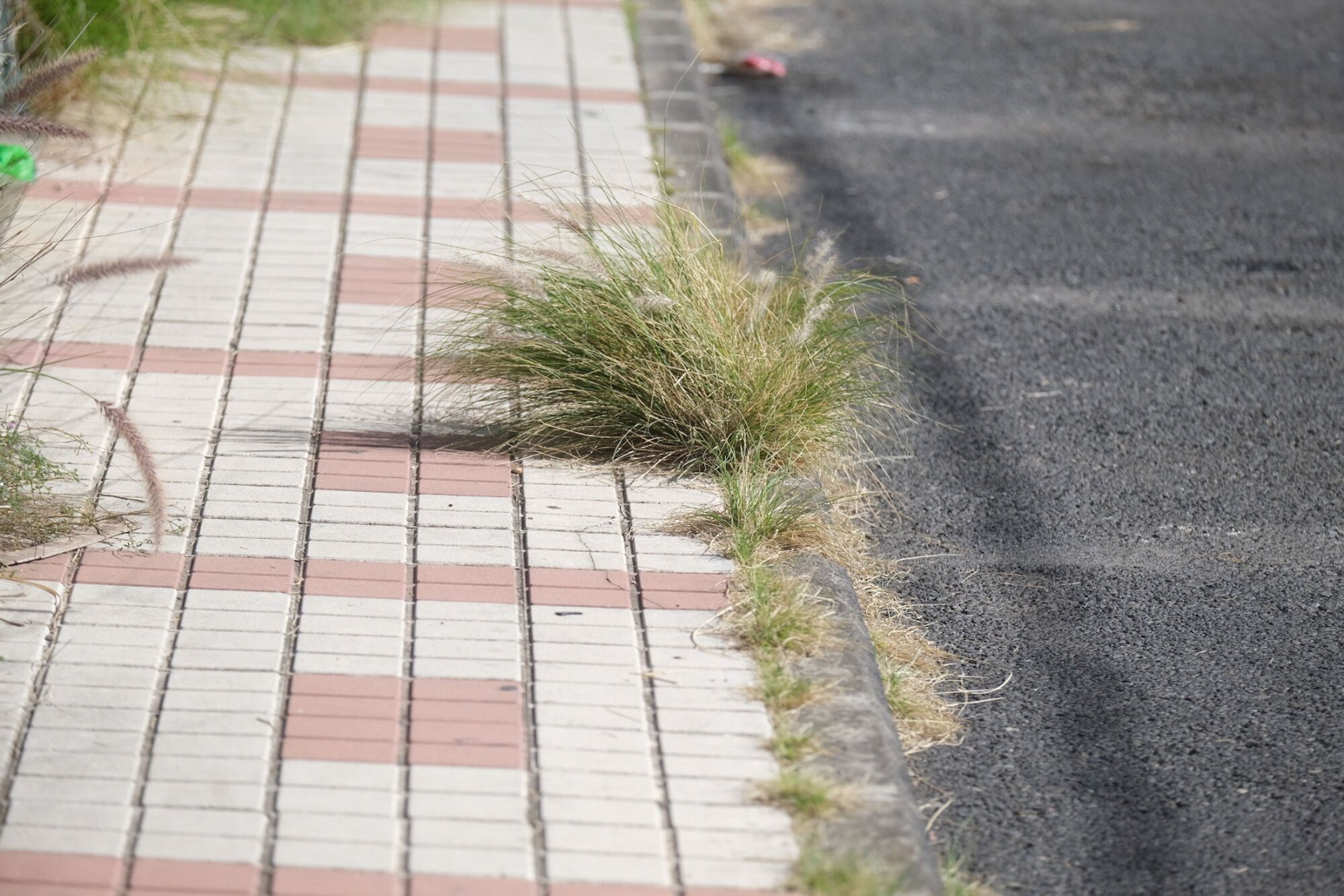 Rabo de gato en el barrio de Los Giles, en Las Palmas de Gran Canaria