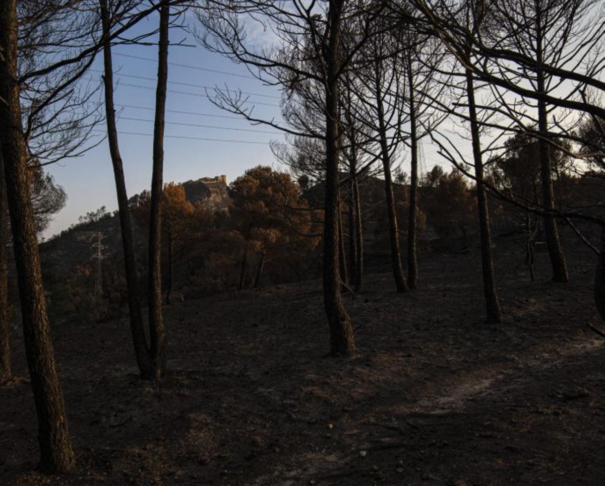 Paisatge negre després del foc | REGIÓ7