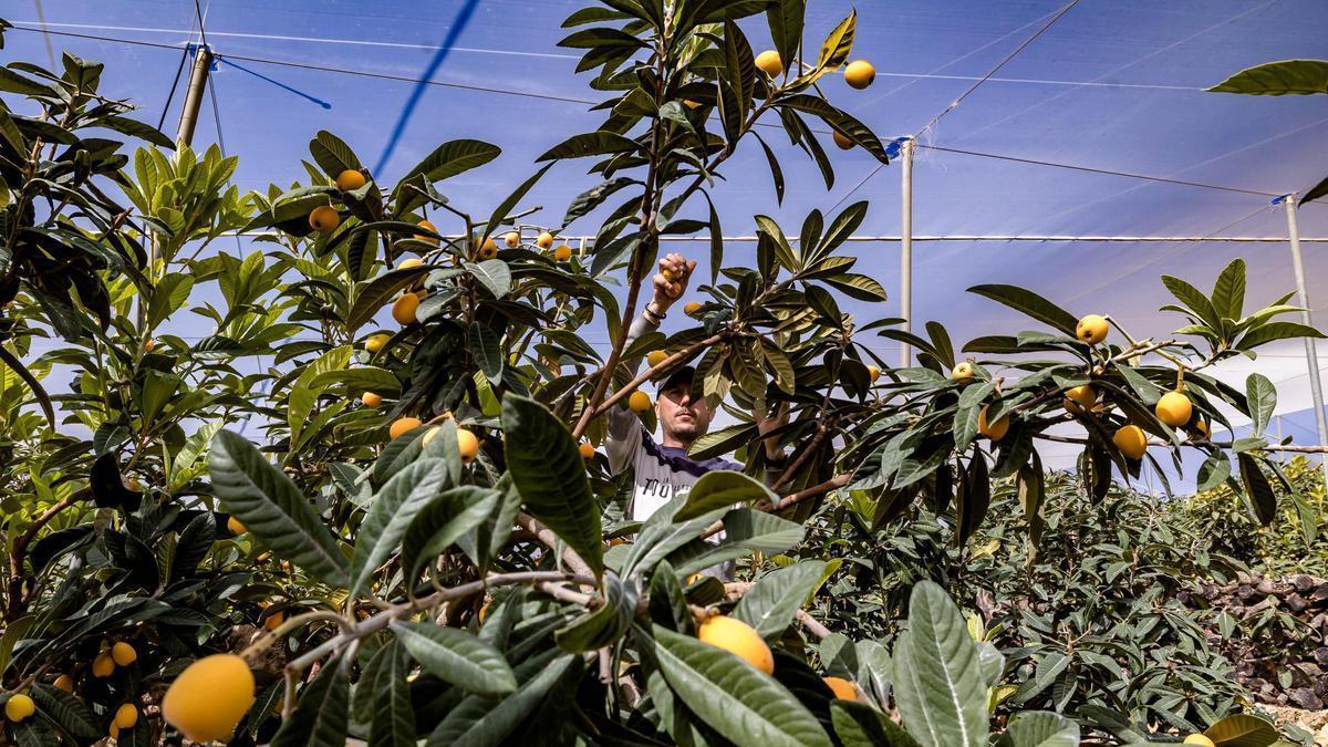ASAJA Alicante hace un balance anual agridulce del sector ganadero