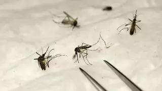 Una importante plaga de mosquitos amenaza a España: estos pueblos ya sufren las consecuencias