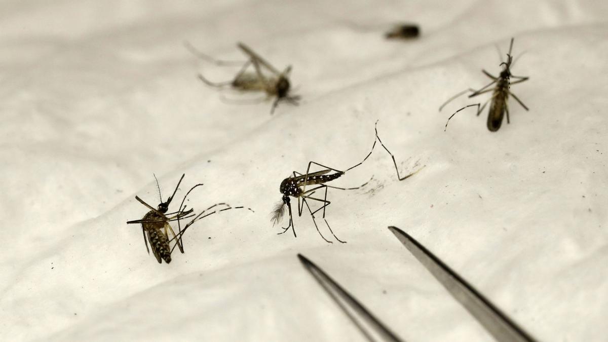Mosquitos transmisores del virus del Nilo