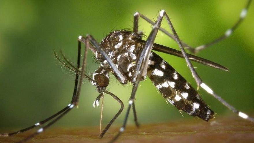 El ayuntamiento inicia la batalla contra los virus del mosquito tigre