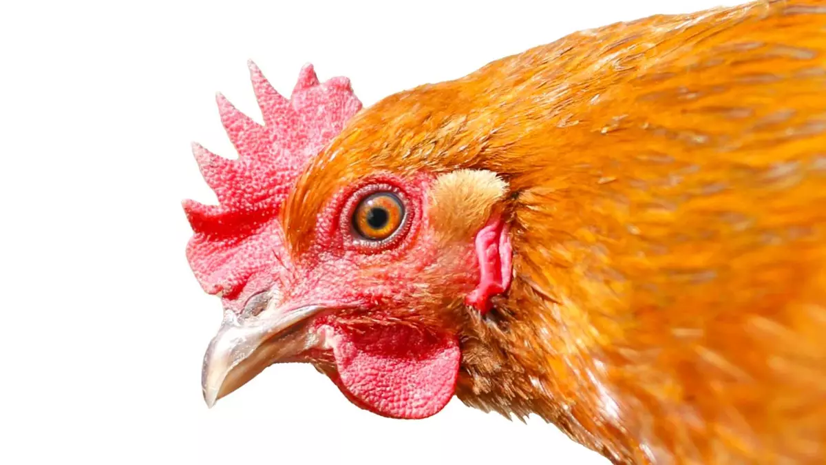 Gripe aviar: ¿la pandemia que viene?