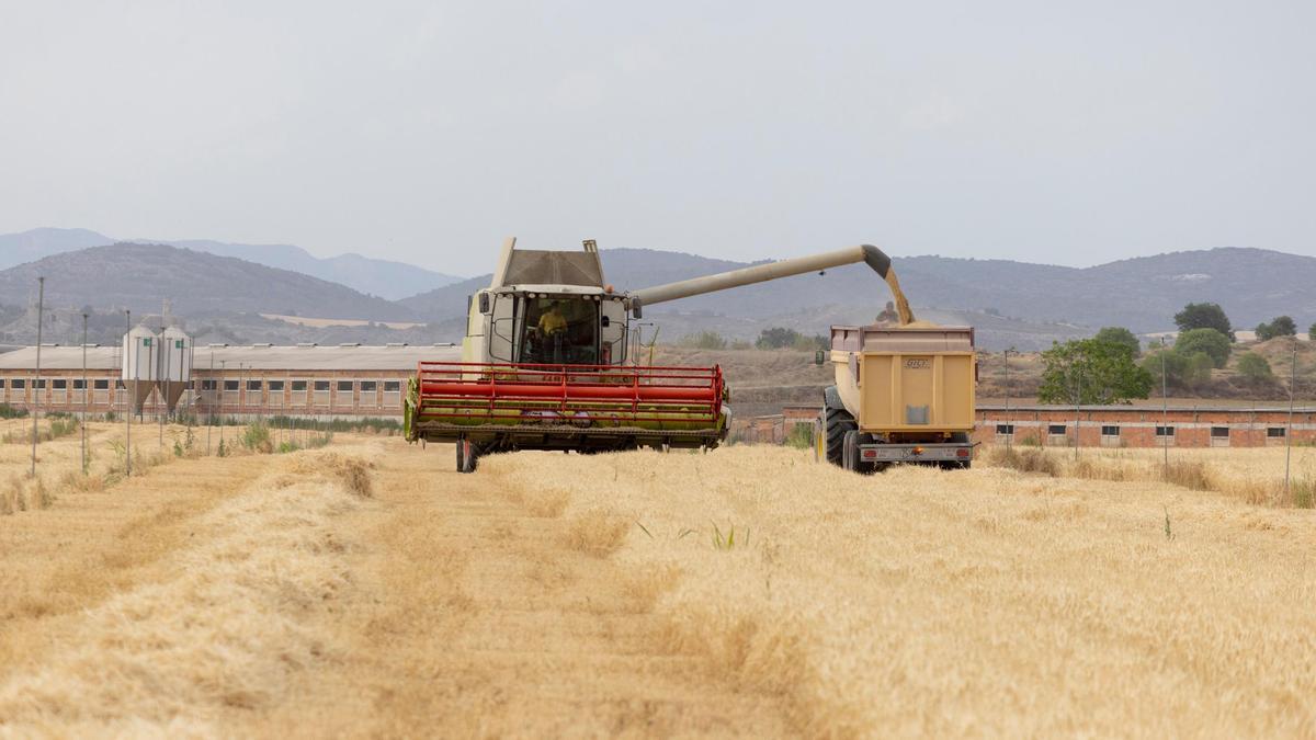 Gairebé el 40% de la producció de cereals a Catalunya és ordi