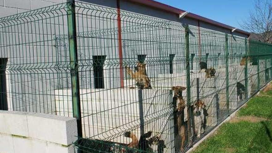 La Diputación amplía la red de perreras para atender la demanda - Faro de  Vigo