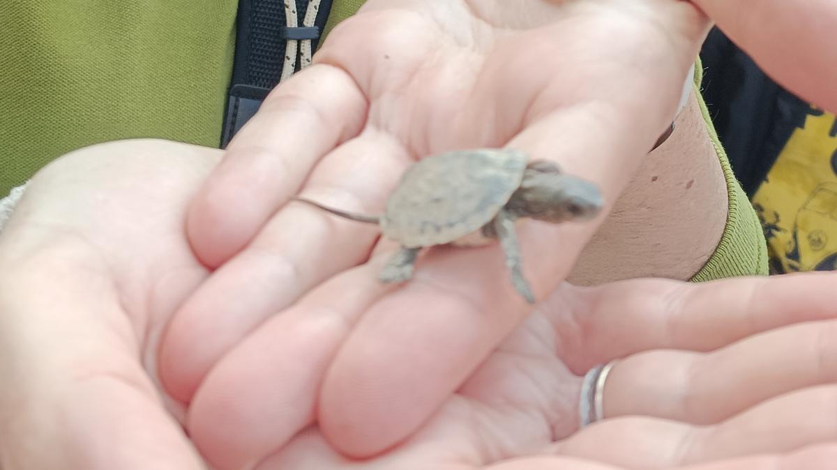hábitat para la cría de una tortuga protegida hábitat para la cría de una tortuga protegida